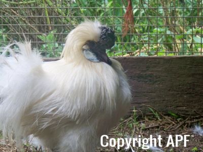 kyah_s_duckling_s_025.jpg