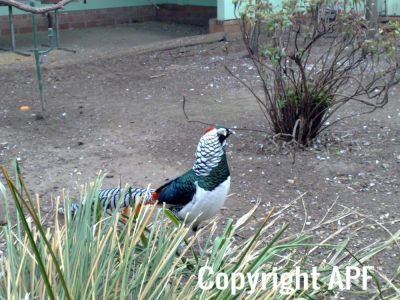 lady_amherst_pheasant_cock_01~0.jpg