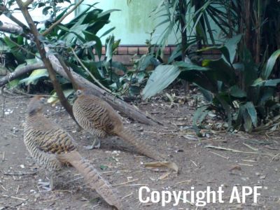 lady_amherst_pheasant_hens_01.jpg