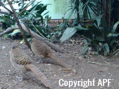lady_amherst_pheasant_hens_01~0.jpg