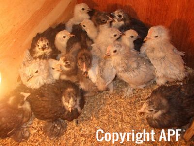 lav_blacks_and_cuckoo_chicks.jpg