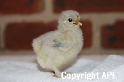 lav_x_blue_dun_pekin_chick_3_-_8_days_old~0.jpg