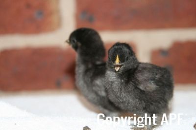 lav_x_blue_dun_pekin_chicks_4_-_8_days_old.jpg