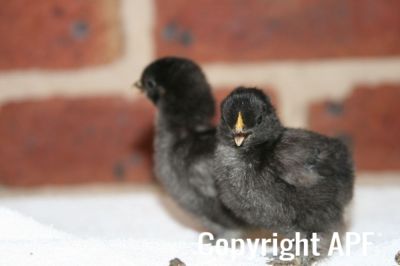 lav_x_blue_dun_pekin_chicks_4_-_8_days_old~0.jpg