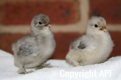 lav_x_blue_dun_pekin_chicks_8_days_old.jpg
