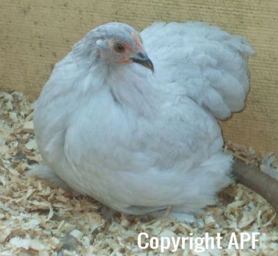 lavender_pullet_donny_s_baby.jpg