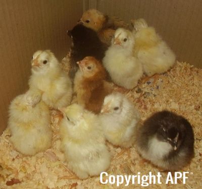 leghorn_bantam_australorp_road_is_red.jpg