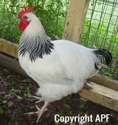 lenny_light_sussex_cockerel.jpg