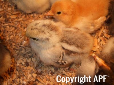 light_partridge_chick_back_1.jpg