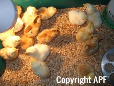 light_sussex_and_brahma_chicks_hatch.jpg