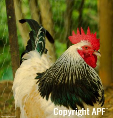 light_sussex_x_cochin_rooster_.jpg