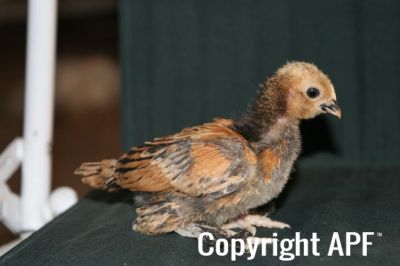 millefleur_belgian_chick__dark__2_weeks_3-10-08.jpg