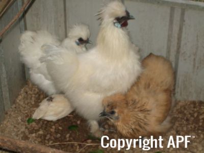 mr_lu_boo_and_his_girls_and_a_quail.jpg