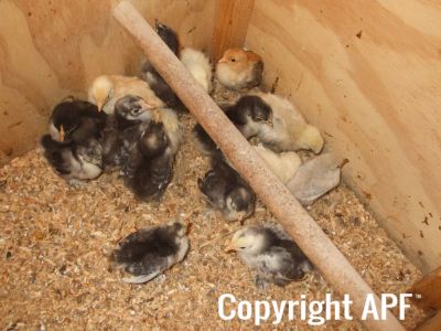multi__silkies_and_cuckoo_chicks.jpg