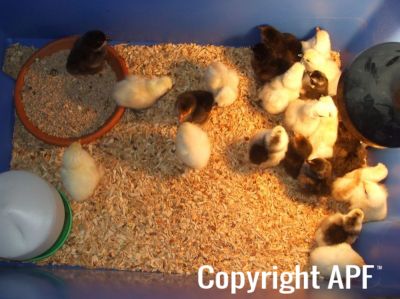 multicoloured__splits_and_silkie_chicks.jpg
