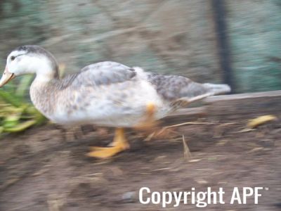 my_new_chickens21_006.jpg