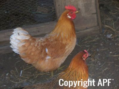my_pets_28429_-_copy_1.jpg
