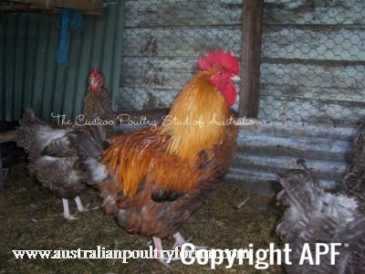partridge_orp_ckl_2008~0.jpg