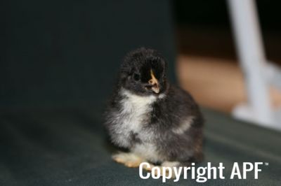 pekin_chick_birchin_2_days_3-10-08~0.jpg