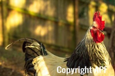 rooster_sunset-4040_1~0.jpg