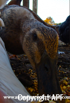 screen_shot_2012-06-15_at_5_18_37_pm.png