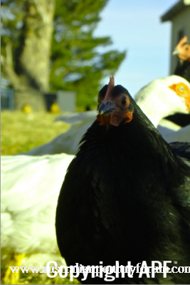 screen_shot_2012-06-25_at_5_58_18_pm.png