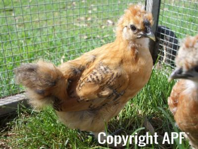 silkie_sussex_cross_chick_1.jpg