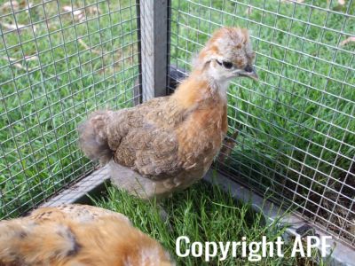silkie_sussex_cross_chick_2.jpg