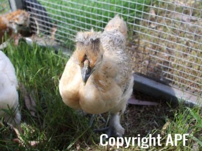 silkie_sussex_cross_chick_3.jpg