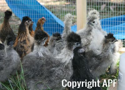 silkies___de_watermaels_8_wks_old.jpg