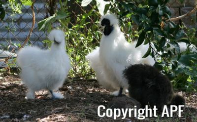 snowball_and_young_white_pullet_8_3_08.jpg