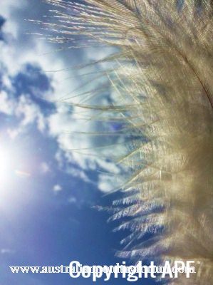 softest_of_marans_feathers.jpg