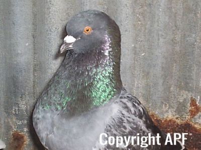 stuarts_pigeons_and_poultry_002.jpg