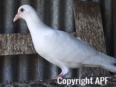 stuarts_pigeons_and_poultry_008.jpg