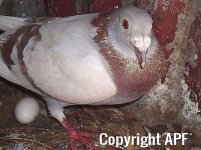 stuarts_pigeons_and_poultry_011.jpg