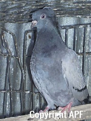 stuarts_pigeons_and_poultry_025.jpg