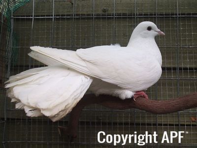 stuarts_pigeons_and_poultry_029.jpg