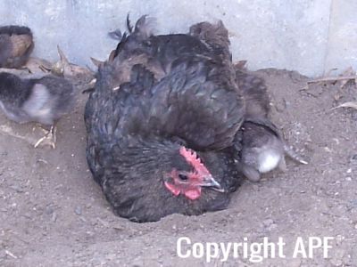 stuarts_pigeons_and_poultry_033.jpg
