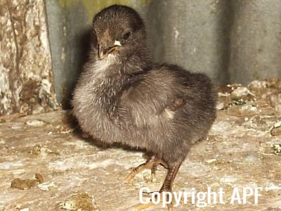 stuarts_pigeons_and_poultry_034.jpg