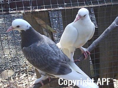 stuarts_pigeons_and_poultry_045.jpg