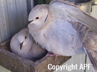 stuarts_pigeons_and_poultry_059.jpg