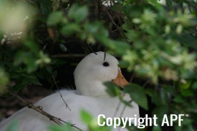 thistle__white_call_duck_apr_09.jpg
