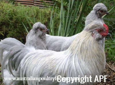 trio_of_lavender_araucanas.jpg