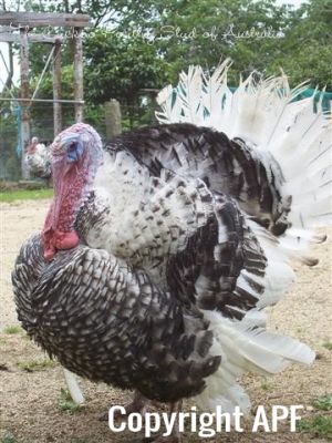 turkey_sandwich_1_watermarked.jpg