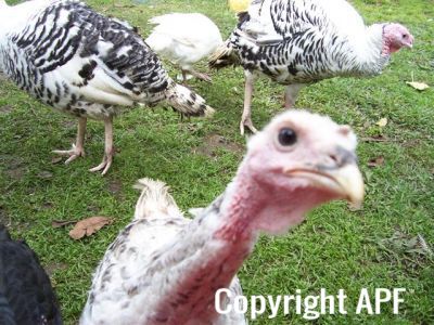 turkey_sandwich_his_girls_and_baby_rabbits_oct_2008_019__small_.jpg