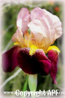 varigated_iris_-_copy.jpg