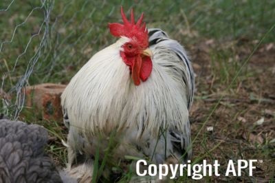 vincent_the_mealy_grey_rooster.jpg