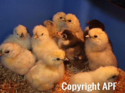 white_silkie_and_pekin_chicks.jpg