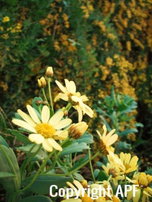 yellow_hues_in_winter_1.jpg
