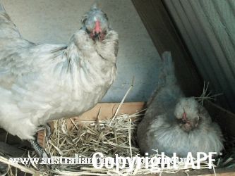 secret_hen_s_business.jpg